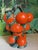 Ceramic Spanish Trompe-Loeil Clementine Ceramic Pitcher, 1960 For Sale - Image 7 of 9