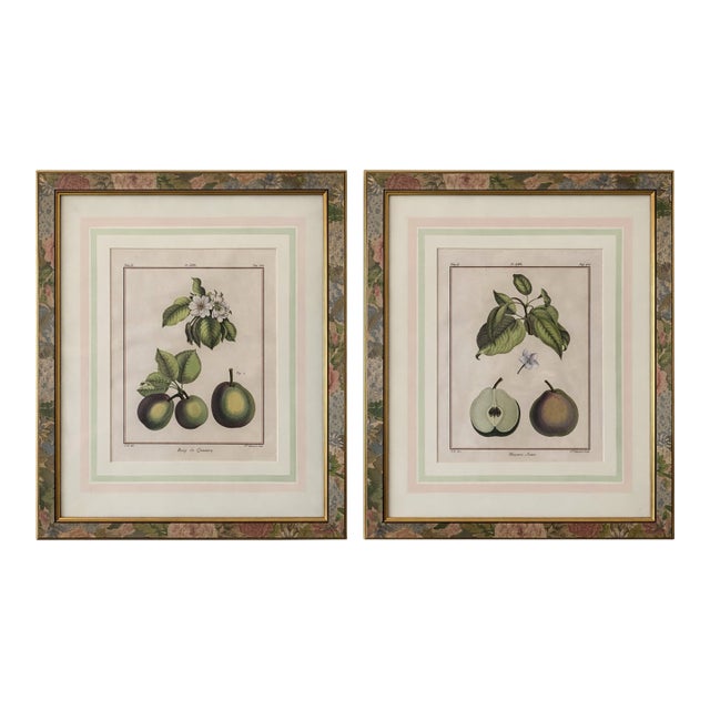 18th Century French Hand-Colored Botanical Pear Engravings – “Bezy De Quessoy” & “Messire-Jean” – Framed Pair For Sale