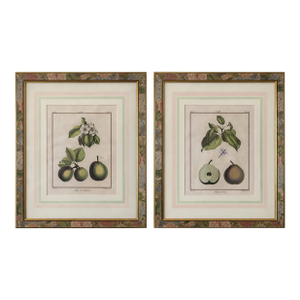 18th Century French Hand-Colored Botanical Pear Engravings – “Bezy De Quessoy” & “Messire-Jean” – Framed Pair