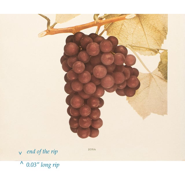 1900 - 1909 1900s U. P. Hedrick, Original Antique Photogravure of Ioana Grapes For Sale - Image 5 of 8
