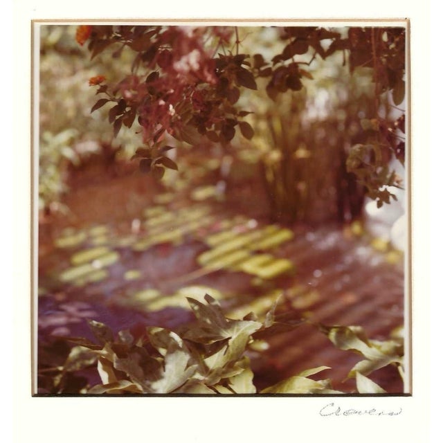 Botanical landscape by Houston photographer Patsy Cravens (1936-2022) color photograph, signed and numbered 2 of 50, also...