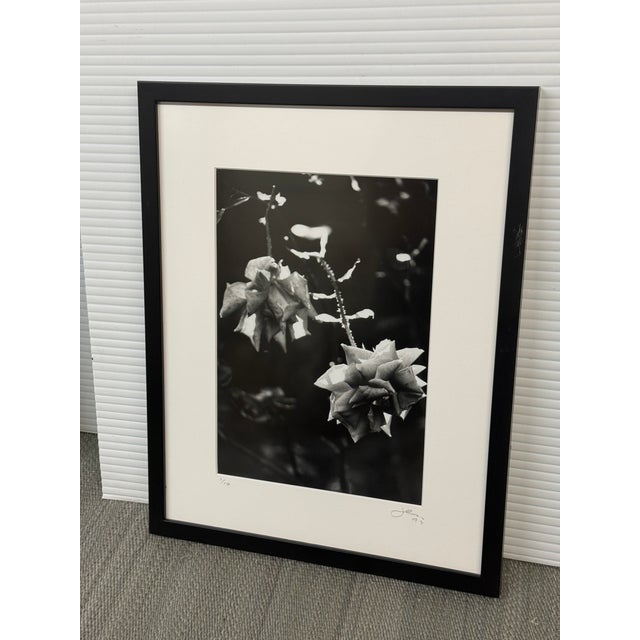 Jess Johnston Dozen Roses XI Black & White Photograph Edition 1/10, Framed. For Sale - Image 4 of 12