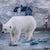 Lost in the Ice by Marcin Owczarek | Photography - Dye Sublimation on Aluminum featuring polar bears in a surreal landscape. For Sale - Image 4 of 4