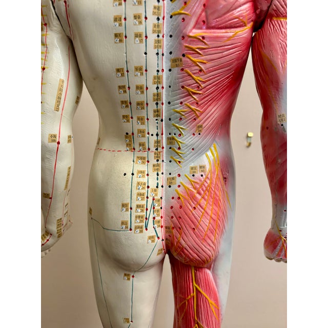 Anatomy of Man Acupuncture Detachable Arms, 1965 For Sale - Image 6 of 18