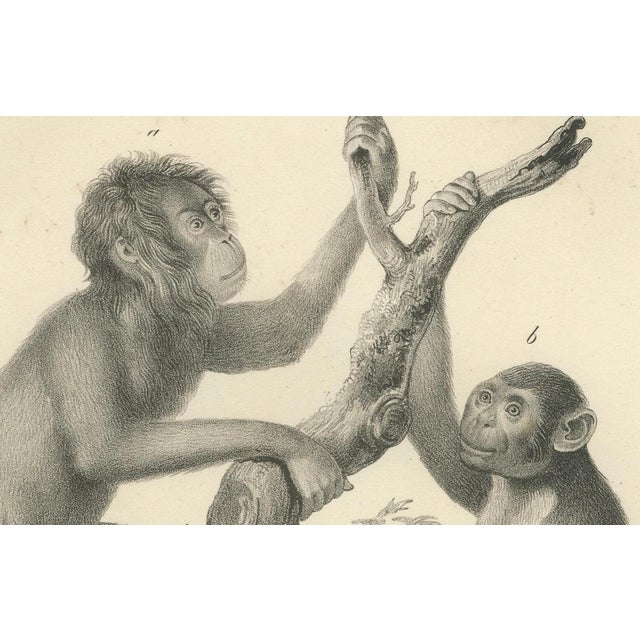 C. Last, Orangutan, Chimpanzee, Siamang & Gibbons, Lithographs, 1836, Set of 2 For Sale - Image 8 of 9