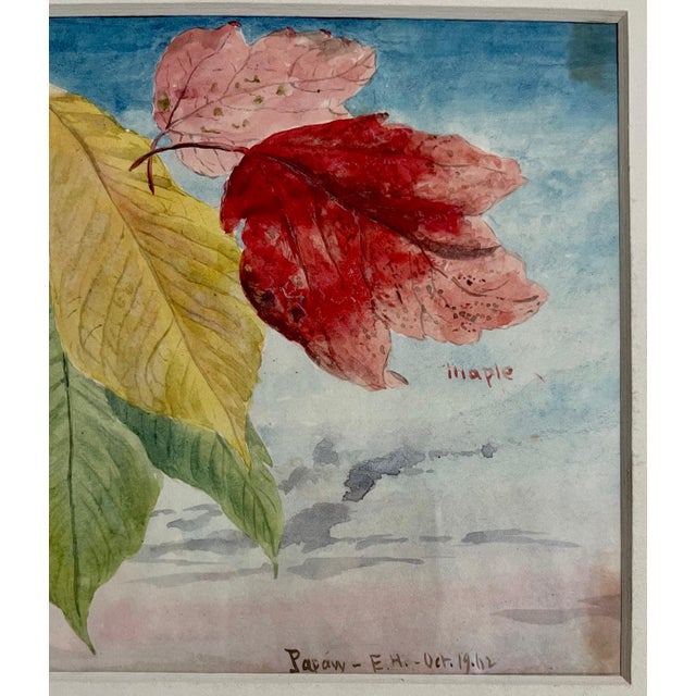 American Charles De Wolf Brownell, Maple Leaves Watercolor Painting 19th C. American Artist Charles DeWolf Brownell, 1902 For Sale - Image 3 of 13