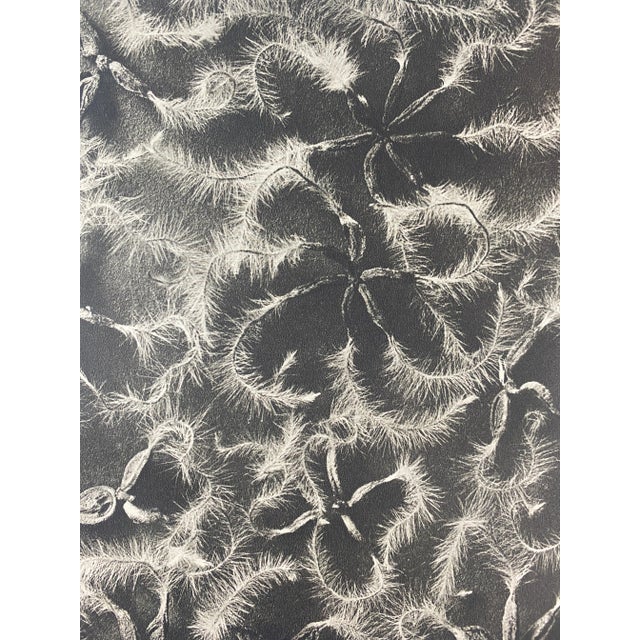 Exquisite Botanical photogravure from famed Urformen Der Kunst portfolio by Blossfeldt . Karl Blossfeldt (1865 - 1932) was...