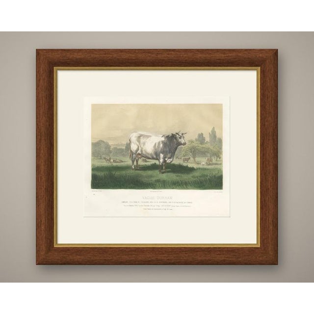 This antique cattle print portrays Emilie, the roan Durham Shorthorn cow of the Vacherie de Corbon, drawn by H. Gobin and...