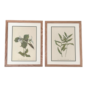 Vintage Botanical Prints Framed -Set of 2 -Authentic Vintage 1964 Prints
