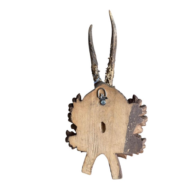 1900 - 1909 Roe Deer Trophy 240, Black Forest Antlers For Sale - Image 5 of 5