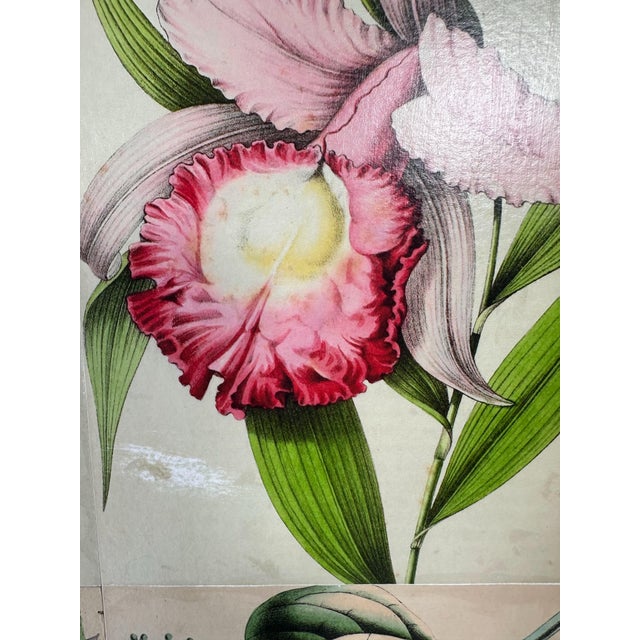 1940’s Swedish Cabinet Papered With Illustrations From La Belgique Horticole: Journal Des Jardins For Sale In Boston - Image 6 of 12