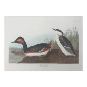 Audubon Eared Grebe From Abbeville Edition