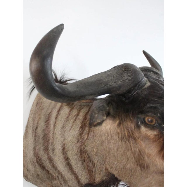 1950s African Wildebeast Head Bust For Sale - Image 11 of 12