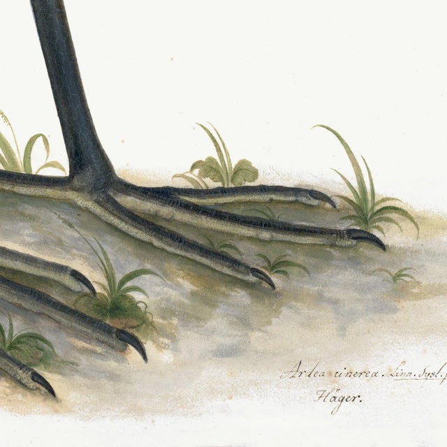 Grey Heron Plate 03 by Olof Rudbeck (Cfa-Wd) For Sale - Image 4 of 6