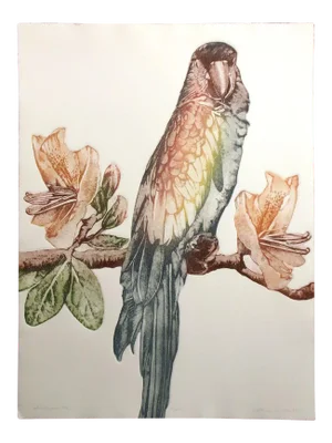 1980s "Hollingsworth" Parrot Etching by Catherine O'Connor
