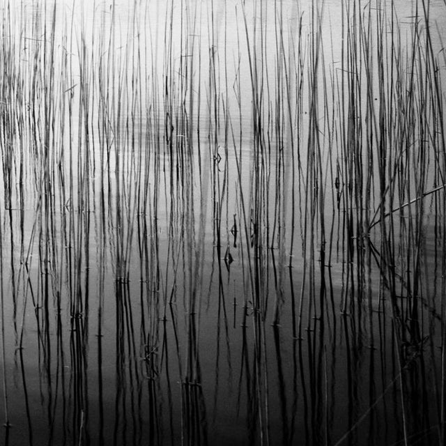 Not Yet Made - Made To Order Paul Cooklin, Water Reeds IV, Edition of 50 For Sale - Image 5 of 5