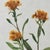 Shabby Chic Vintage Botanical Set of 9 Framed - Authentic 1975 Wild Flower Prints For Sale - Image 3 of 6