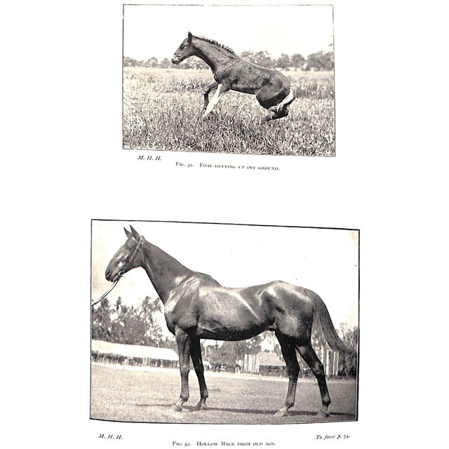 "Points of the Horse" 1897 Hayes, Capt M. Horace For Sale In New York - Image 6 of 9
