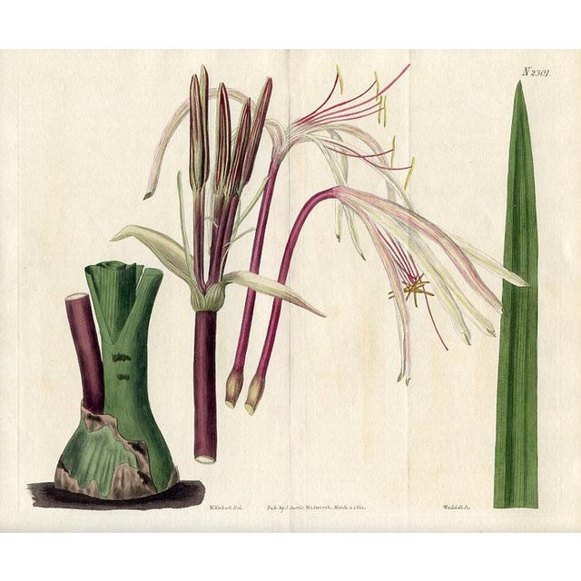 This large format print is an original early 1800s hand-colored botanical engraving published in "Curtis's Botanical...