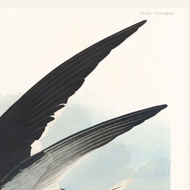 Black Black Skimmer, Vintage Art Print Reproduction From Birds of America by John James Audubon, 24" X 24" For Sale - Image 8 of 10