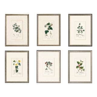 Set of Six. Antique French Botanical Engraving by Pierre Jean François Turpin (C. 1835), Professionally Framed For Sale