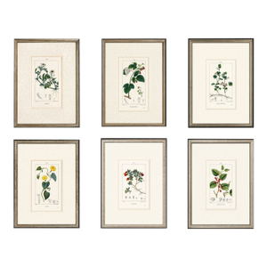 Set of Six. Antique French Botanical Engraving by Pierre Jean François Turpin (C. 1835), Professionally Framed