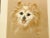 Adorable original framed pastel portrait art on paper. It depicts a happy Pomeranian smiling with a glint of joy in his...