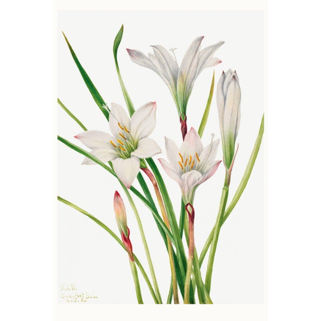Atamasco Lily, Vintage Botanical Art Print Reproduction by Mary Vaux Walcott, 16" X 24" For Sale