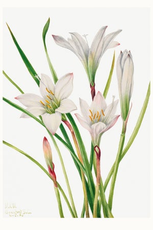 Atamasco Lily, Vintage Botanical Art Print Reproduction by Mary Vaux Walcott, 16" X 24"