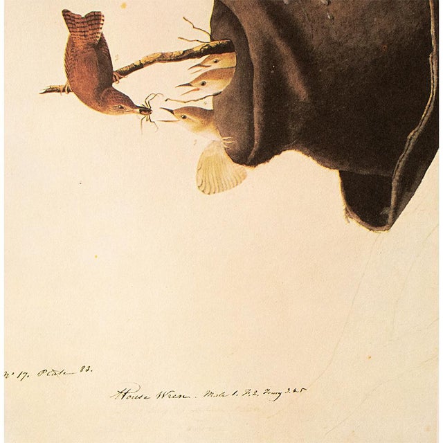 John James Audubon 1966 Vintage Farmhouse Cottage Print "House Wren" After John James Audubon For Sale - Image 4 of 8