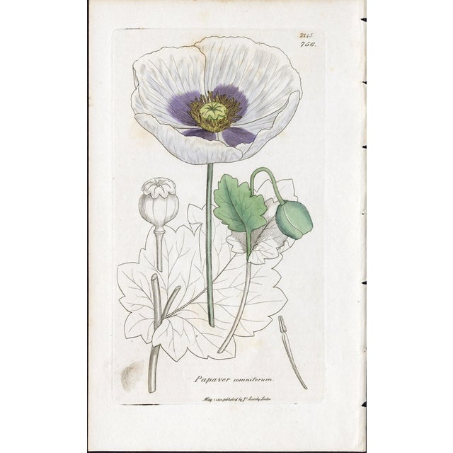 Offered here is an original antique botanical print from the celebrated English Botany series, featuring the distinctive...