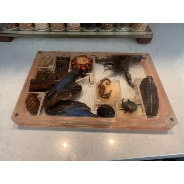 Vintage Lucite Scientific Display Case Seed Collection + Specimen Tray Notes For Sale In Atlanta - Image 6 of 17