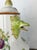 Ceramic Antique Italian Zoomorphic Majolica Coffee Pot in the style of Pasquale Rubati, Early 20th Century For Sale - Image 7 of 17