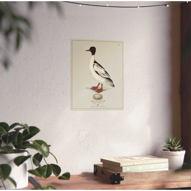 William Lewin 1789 Waterbirds Fine Art Gallery Board Print - The Goosander For Sale - Image 11 of 11