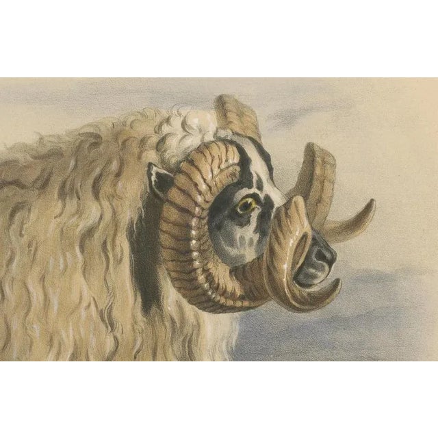 Mid 19th Century Fairland after W. Nicholson, A Ram of the Black-Faced Heath Breed or Scottish Blackface, 1841, Lithograph For Sale - Image 5 of 7