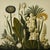 This fine art print reproduces a beautifully detailed 19th-century botanical illustration depicting an elegant arrangement...