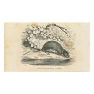 Paul Gervais, The Drinking Mouse, 1854, Lithograph For Sale