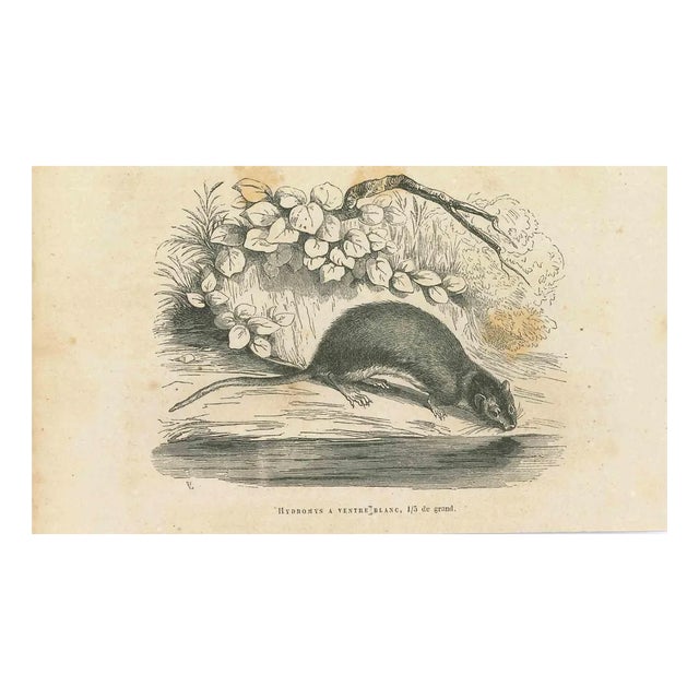 Paul Gervais, The Drinking Mouse, 1854, Lithograph For Sale