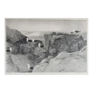 Stow Wengenroth Great Black Back Gulls Massachusetts Lithograph