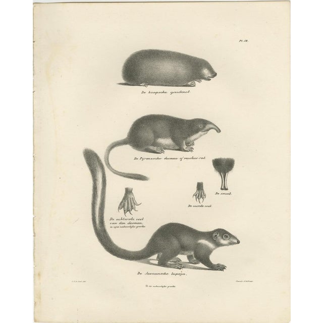 Moles and Shrews and Burrowing Mammals, 1836, Paper, Set of 2 For Sale - Image 3 of 10