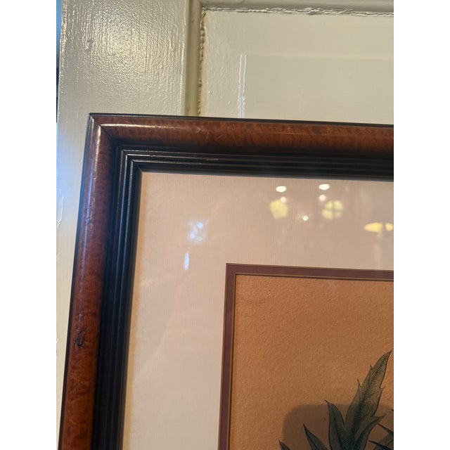 Late 20th Century Framed Besler Basilius "Cinera Cum Flore" Hand-Colored Artichoke Reproduction Print For Sale - Image 10 of 14