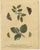 Early English Moths – Death’s-Head Hawk, Elephant Hawk, Albin 1720 This original early 18th-century set of four hand-...