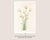 Not Yet Made - Made To Order Hare's-Tail Cottongrass, Vintage Botanical Art Print by Mary Vaux Walcott, 16" X 24" For Sale - Image 5 of 10