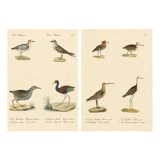 Brodtmann, Shorebirds, Jacana & Water Rail Pair, Hand-Colored Lithographs, 1816, Set of 2 For Sale