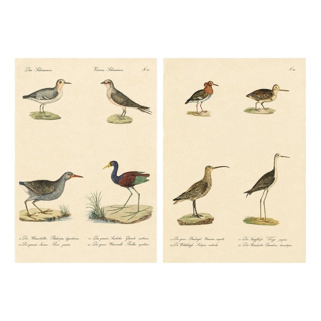Brodtmann, Shorebirds, Jacana & Water Rail Pair, Hand-Colored Lithographs, 1816, Set of 2 For Sale