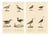 Brodtmann, Shorebirds, Jacana & Water Rail Pair, Hand-Colored Lithographs, 1816, Set of 2 For Sale