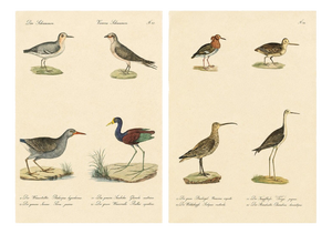 Brodtmann, Shorebirds, Jacana & Water Rail Pair, Hand-Colored Lithographs, 1816, Set of 2