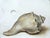 Conch by Daniel Maidman | Oil on palette Painting of a conch shell on a palette For Sale