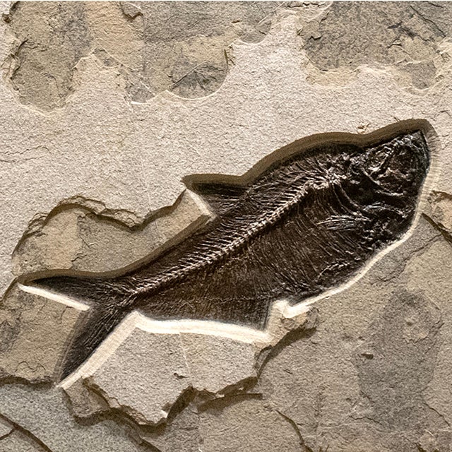 Fossil Fish Mural 7009cm For Sale - Image 4 of 5