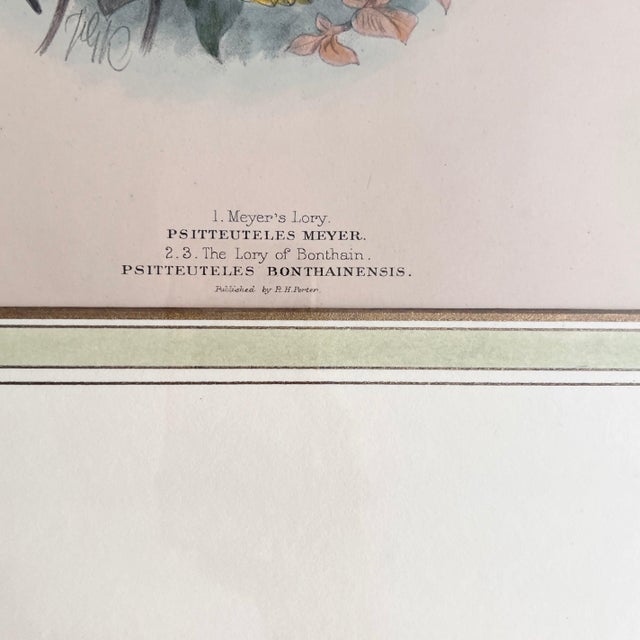 Gold Pair of Framed John Gerrard Keulemans Lory Prints | 1896 Hand-Colored Lithographs, Mivart's Monograph of the Lories For Sale - Image 8 of 10